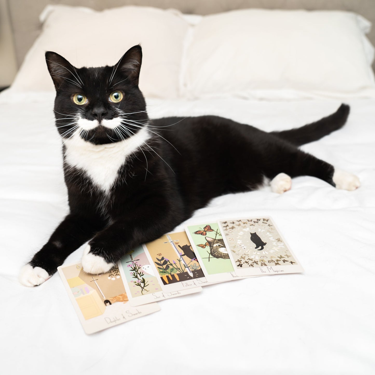 Considerate Cat Tarot Deck Volume 2 (II)